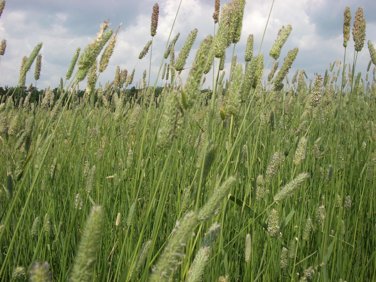 Луговые злаковые травы фото с названиями