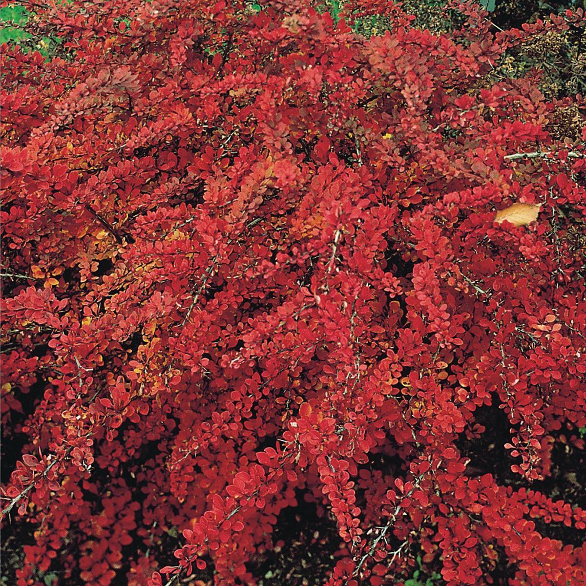 Berberis thunbergii (Барбарис Тунберга) 'Red Carpet'