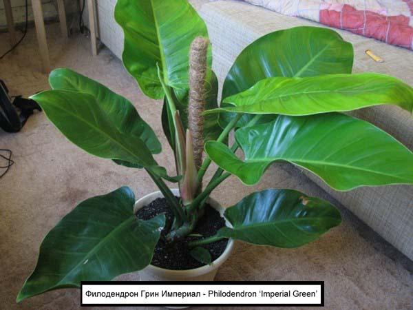 Филодендрон Грин Империал - Philodendron ‘Imperial Green’