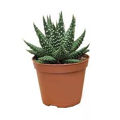 Хавортия жемчугоносная - Haworthia margaritifera D5 H10