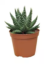 Хавортия жемчугоносная - Haworthia margaritifera D5 H10