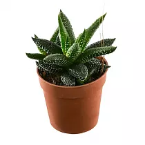 Хавортия лимолистная - Haworthia limifolia D5 H15