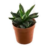 Хавортия лимолистная - Haworthia limifolia D5 H15