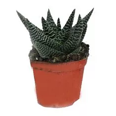 Хавортия Сардида- Haworthia sordida D5 H10