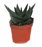 Хавортия Сардида- Haworthia sordida D5 H10