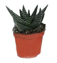 Хавортия Сардида- Haworthia sordida D5 H10