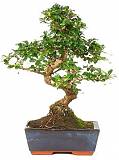Бонсай Кармона D25 H35