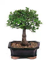 Бонсай Вяз D10 H20