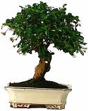 Бонсай Кармона D25 H30