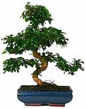 Бонсай Кармона D30 H42