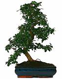 Бонсай Кармона  D30 H45