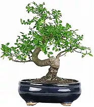 Бонсай Вяз D20 H35