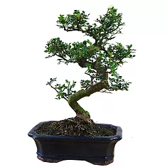 Бонсай Перечное дерево (Шинус) - Bonsai Schinus D30 H35