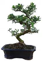 Бонсай Перечное дерево (Шинус) - Bonsai Schinus D30 H35