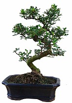 Бонсай Перечное дерево (Шинус) - Bonsai Schinus D30 H35