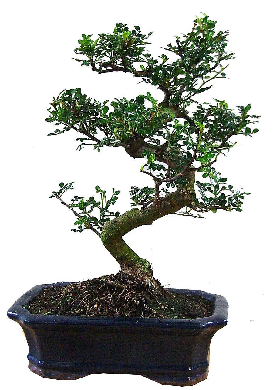 Бонсай Перечное дерево (Шинус) - Bonsai Schinus D30 H35