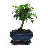 Бонсай Перечное дерево (Шинус) D17 H20
