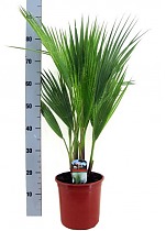 Пальма Вашингтония нитчатая (нитеносная) - Washingtonia filifera D22 H100
