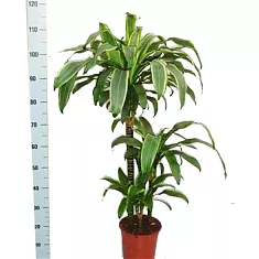 Драцена Фрагранс Санта Роза куст - Dracaena fragrans Santa Rosa D21 H110