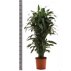 Драцена Фрагранс Санта Роза куст - Dracaena fragrans Santa Rosa D35 H140