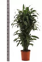 Драцена Фрагранс Санта Роза куст - Dracaena fragrans Santa Rosa D35 H140