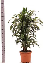 Драцена Фрагранс Санта Роза куст - Dracaena fragrans Santa Rosa D24 H130