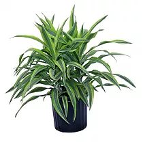 Драцена Фрагранс Санта Роза куст - Dracaena fragrans Santa Rosa D12 H30