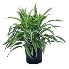 Драцена Фрагранс Санта Роза куст - Dracaena fragrans Santa Rosa D12 H30