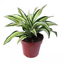 Драцена Фрагранс Санта Роза куст - Dracaena fragrans Santa Rosa D9 H15