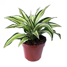 Драцена Фрагранс Санта Роза куст - Dracaena fragrans Santa Rosa D9 H15