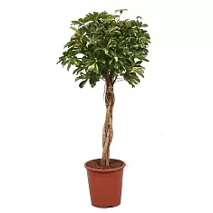 Шеффлера Голд Капелла косичка - Schefflera gold capella D30 H140