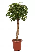 Шеффлера Голд Капелла косичка - Schefflera gold capella D30 H140