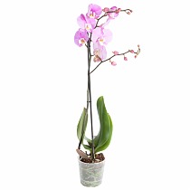 Фаленопсис - Phalaenopsis Beaumont Anthura D12 H50