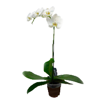 Фаленопсис - Phalaenopsis Diamant D12 H50