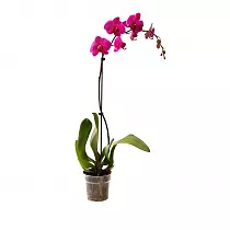 Минхо  - Phalaenopsis Minho Princes Star