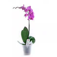 Ред Роуз - Dtps Jiuhbao Red Rose