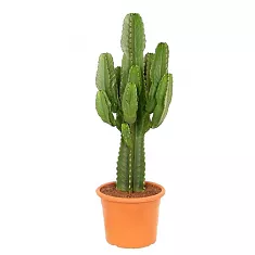 Молочай Акруренсис - Euphorbia Acrurensis D21 H70
