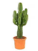 Молочай Акруренсис - Euphorbia Acrurensis D21 H70