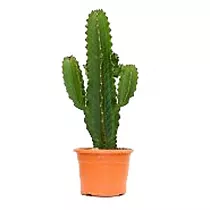 Молочай Акруренсис - Euphorbia Acrurensis D15 H40