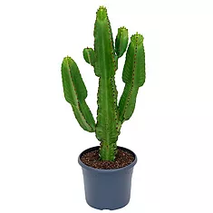 Молочай Акруренсис - Euphorbia Acrurensis D19 H60