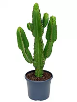 Молочай Акруренсис - Euphorbia Acrurensis D19 H60