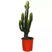 Молочай Акруренсис - Euphorbia Acrurensis D27 H90