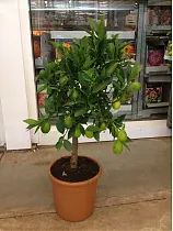 Цитрус лайм - Citrus aurantiifolia D25 H70