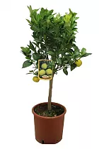 Лиметта мексиканская - Citrus limetta D21 H70