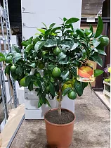 Лайм Рангпур - Citrus aurantiifolia Rangpur D22 H80