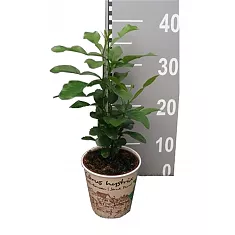 Каффир-лайм - Kaffir Limette (Citrus hystrix) D12 H35