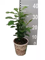 Каффир-лайм - Kaffir Limette (Citrus hystrix) D12 H35