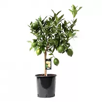 Цитрус Лайм - Citrus Green Lime On Stem D22 H85