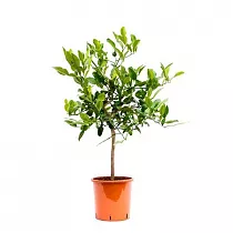Каффир-лайм - Kaffir Limette (Citrus hystrix) D12 H85