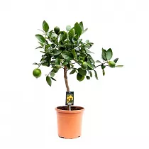Цитрус лайм - Citrus aurantiifolia D25 H80